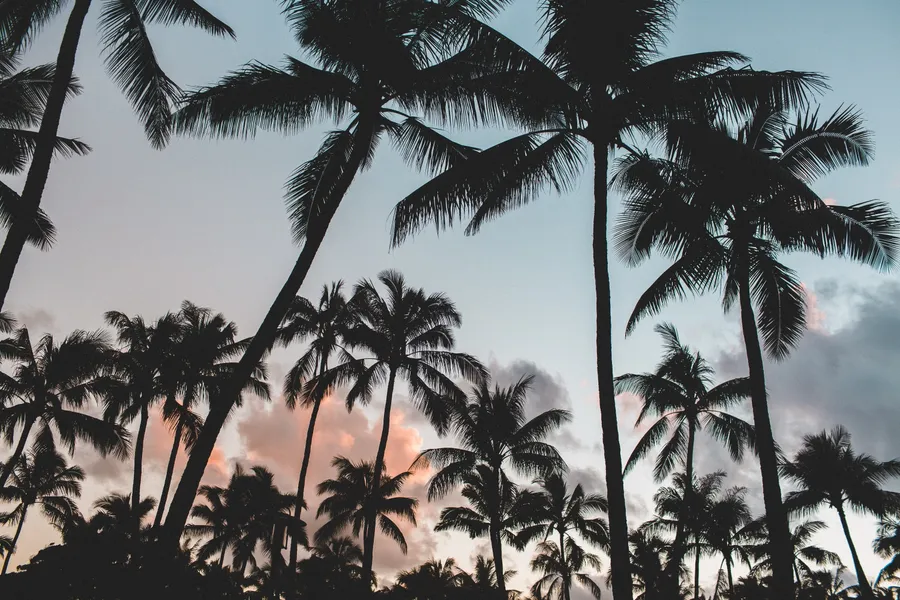 Palm Tree Desktop