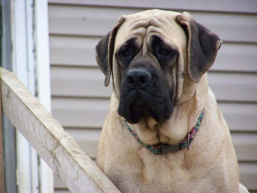 Einliebevoller englischer Mastiff-Welpe.
