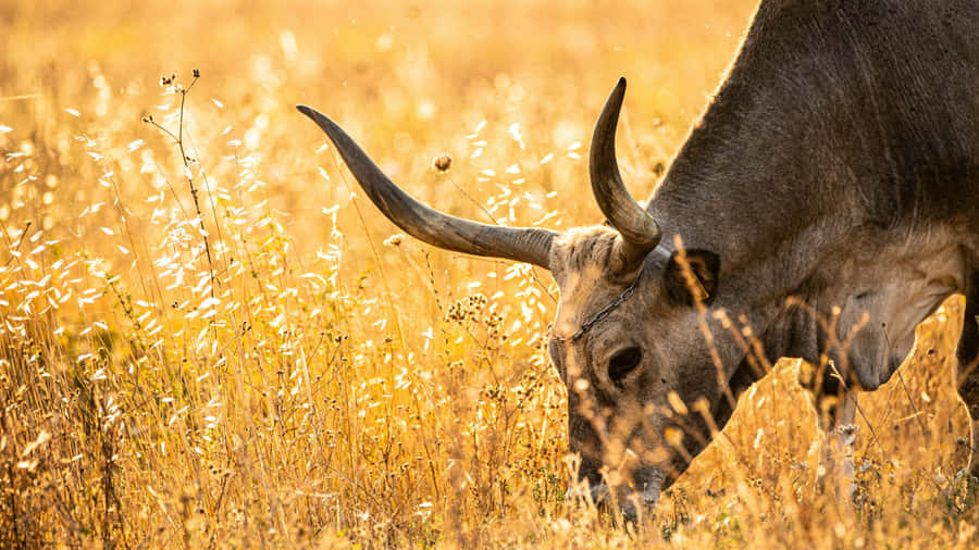 Longhorn Pastando em Campo Dourado