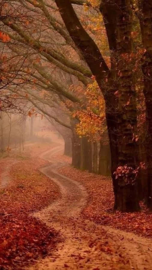 Grunge Herbstweg Ästhetik