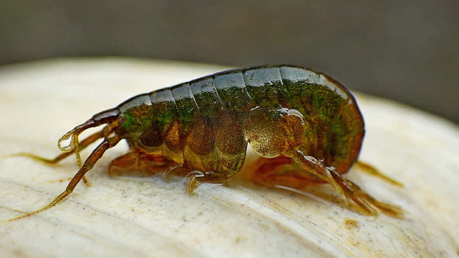 Amphipodon Snäcka Närbild
