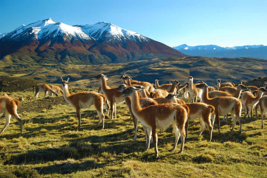 Guanacos dans les Torres del Paine