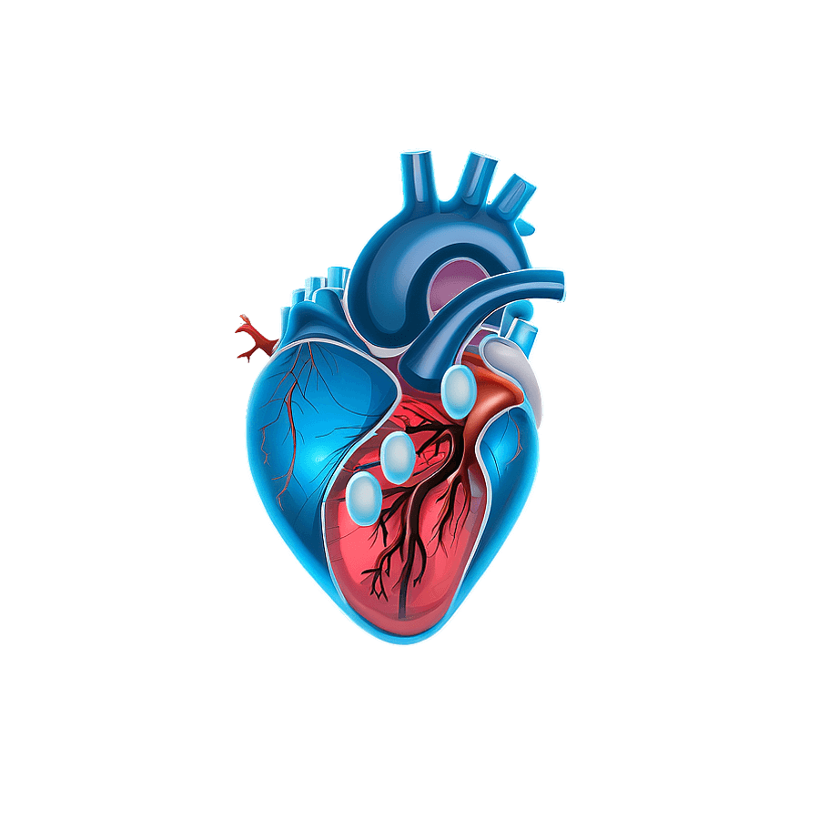 Human Heart Cartoon PNG foo