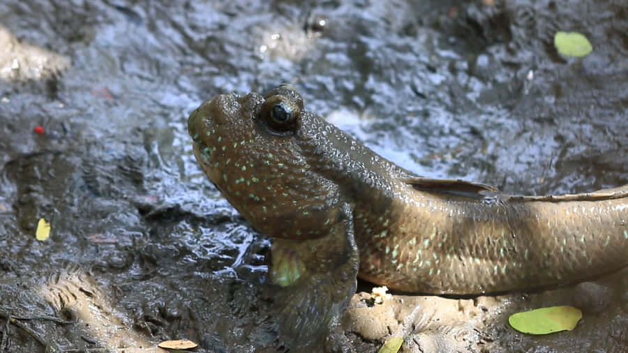 Mudskipper på Sumpig Strand