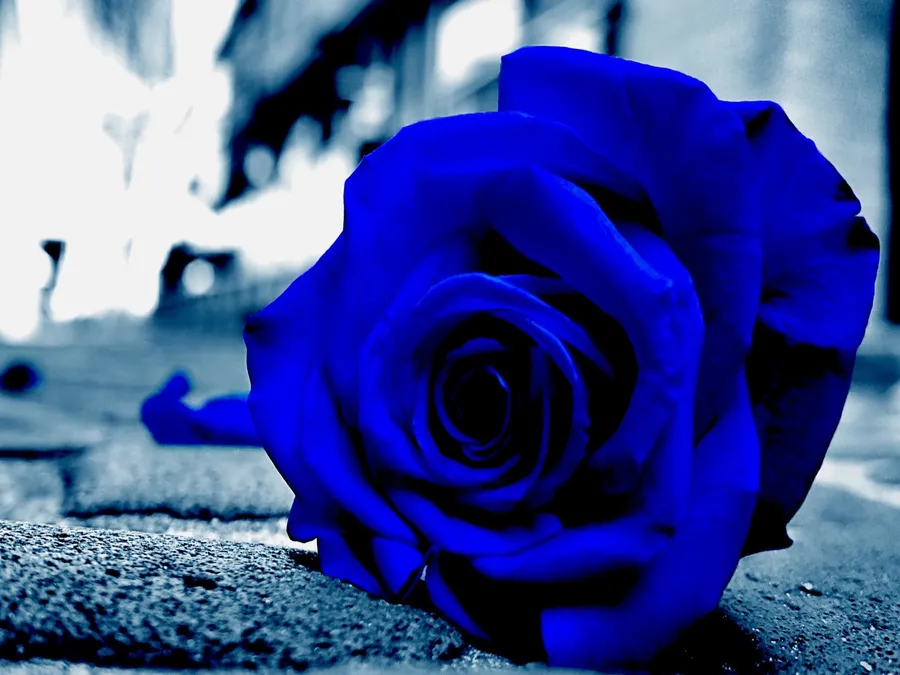 Blue Rose