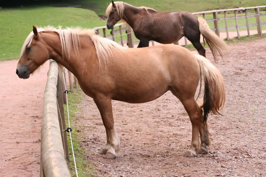 PalominoPferde Haflinger Bauernhof Tierfotografie Bild