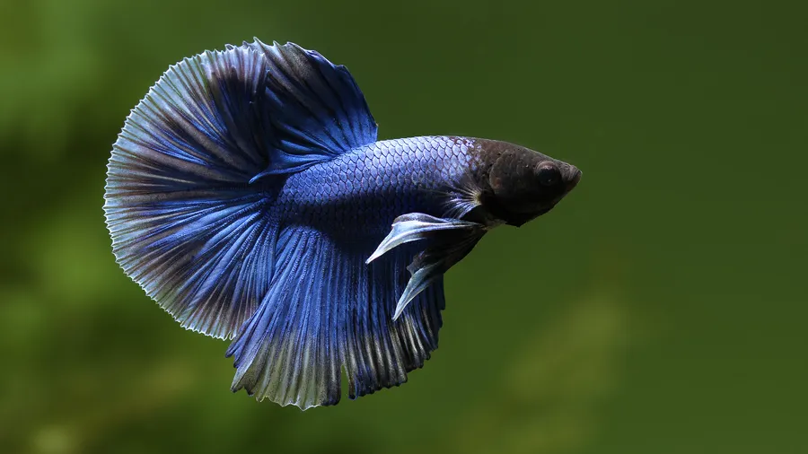 Hd Fish