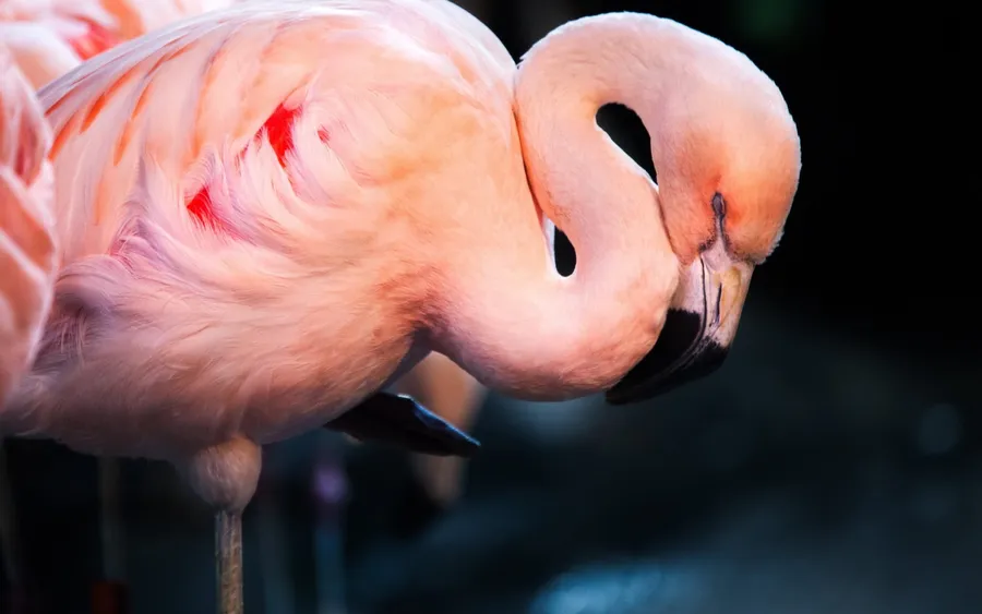 Flamingo Background