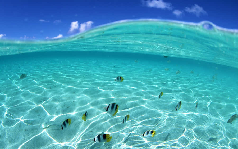 Fischschwimmt Strand-Themen-Hintergrund