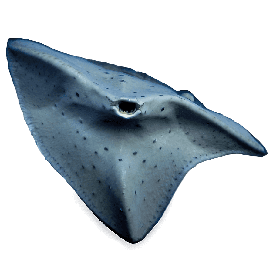 Stingray Underwater PNG 05242024