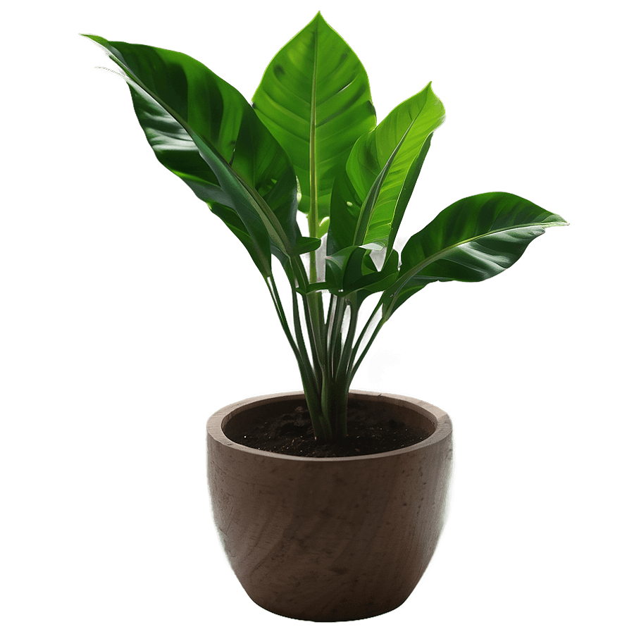 Potted Plant PNG 05252024