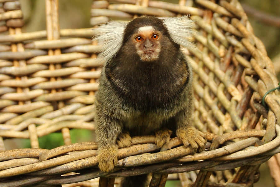 Marmoset auf einem Korbstuhl
