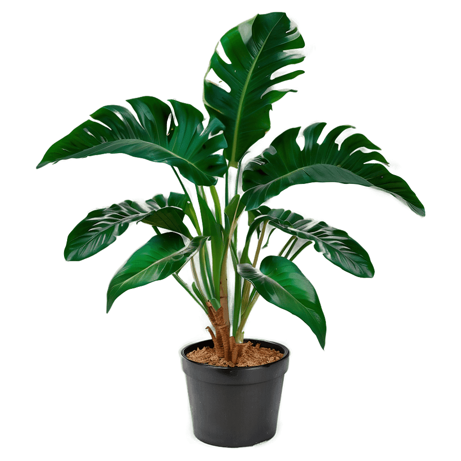 Tropical House Plant PNG qbo