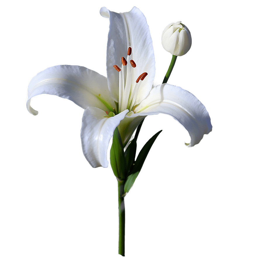 White Lily Spring PNG bin44