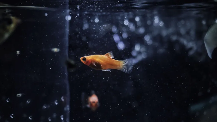 4k Fish