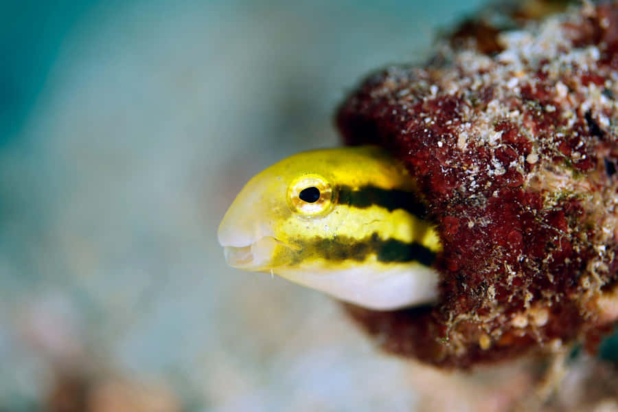Blenny Listrado Amarelo em Recifes de Coral