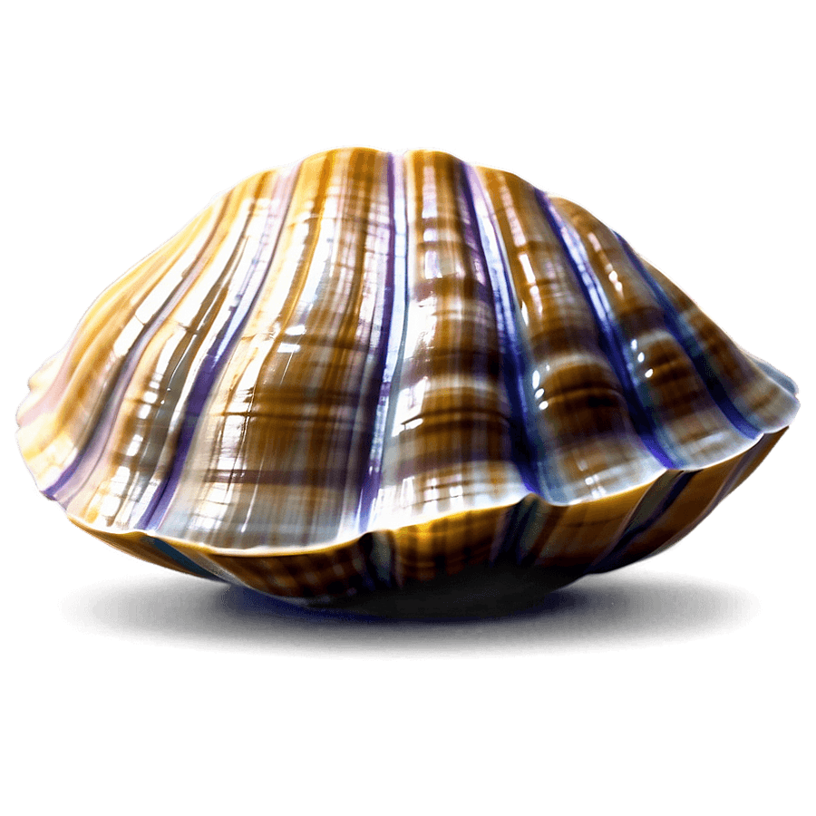 Cartoon Clam Shell PNG sfy11