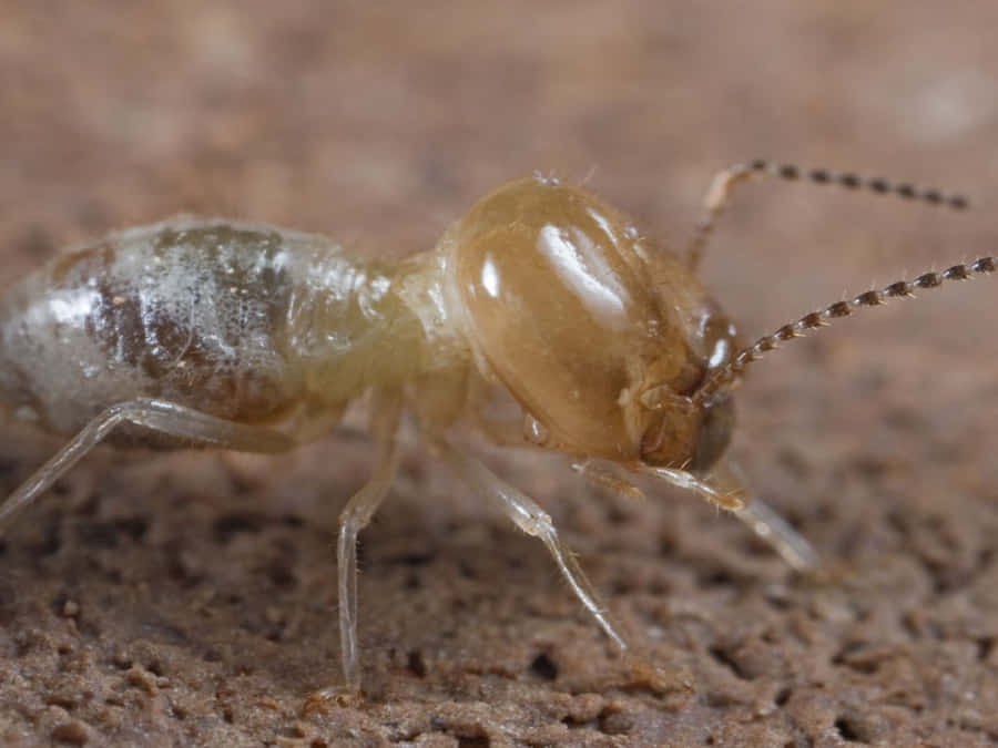Primo Piano di Termite su Legno