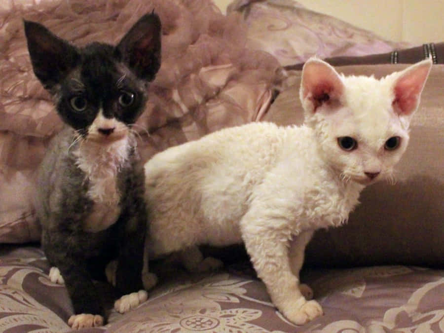 DevonRex 1200 x 900 tapet