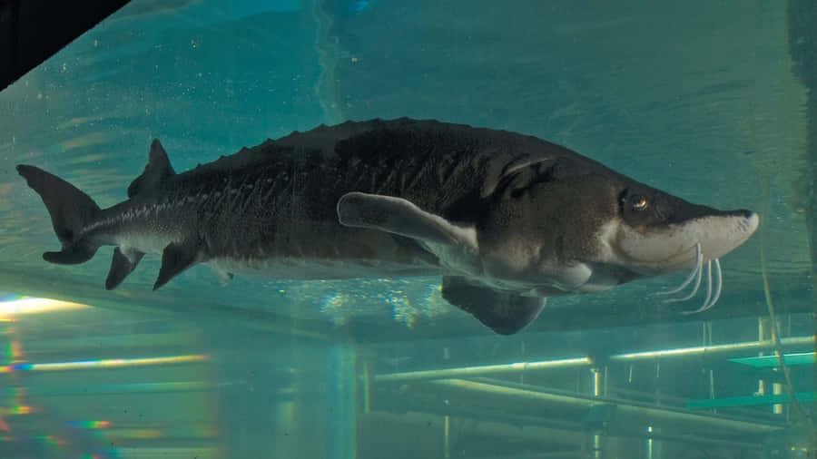 Storione Beluga Nuotante in Acquario