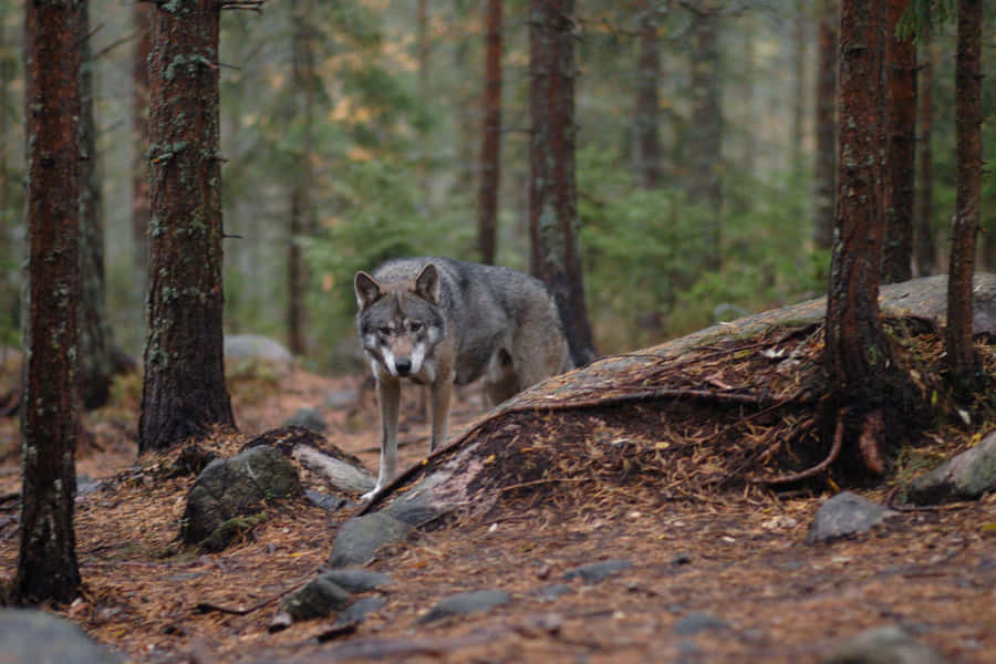 Jagtpå ulve 1440 x 960 baggrundsbillede.