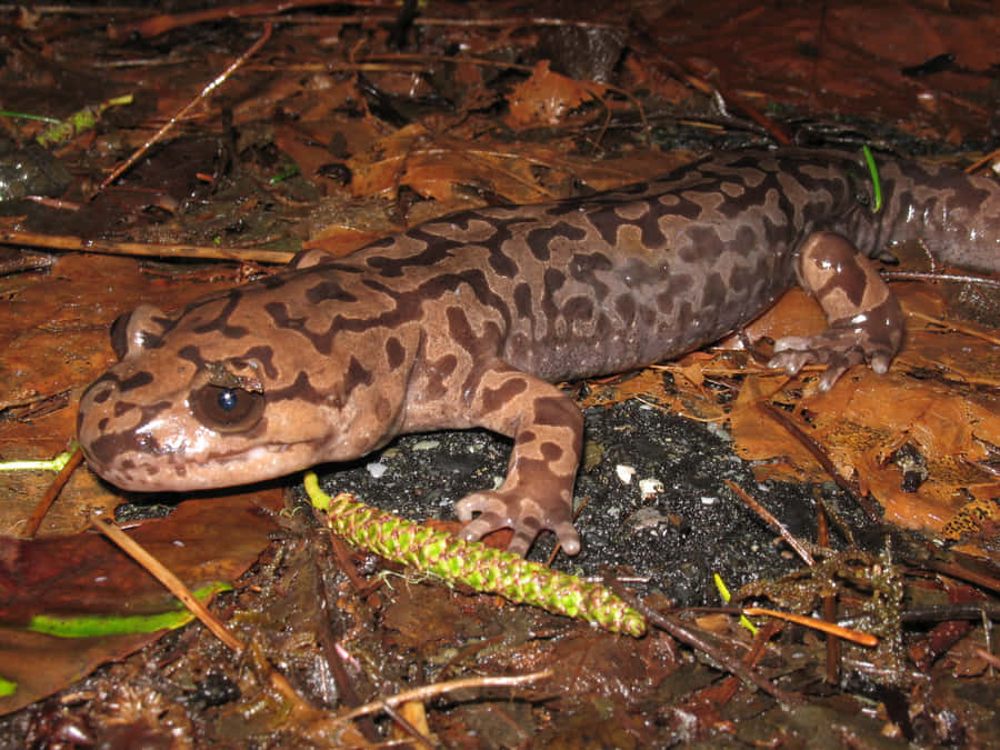 Pacific Giant Salamander i Naturlig Habitat
