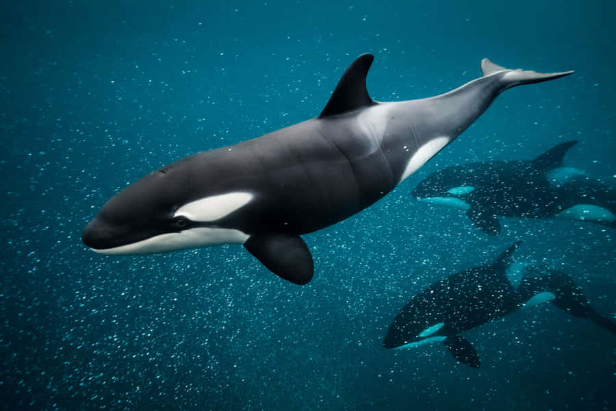 Graceful Orca Pod Underwater.jpg