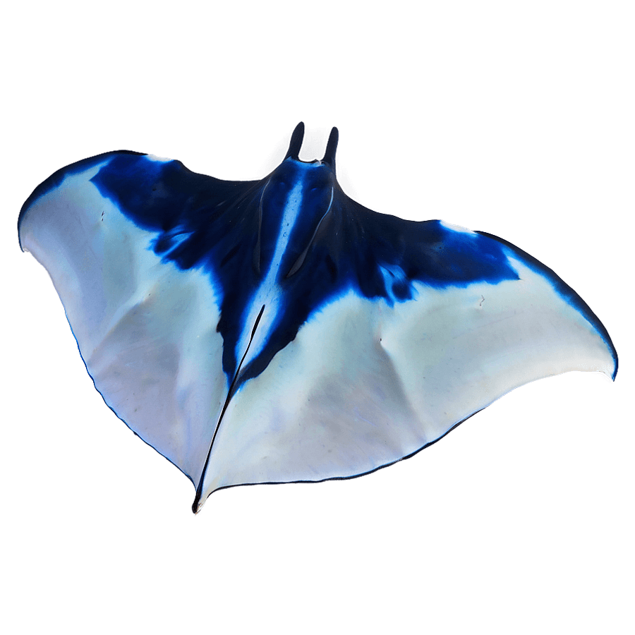 Manta Ray Adventure PNG phj