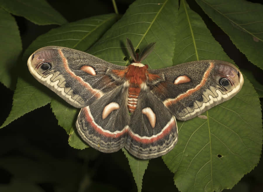 Mariposa Cecropia em Folha Verde