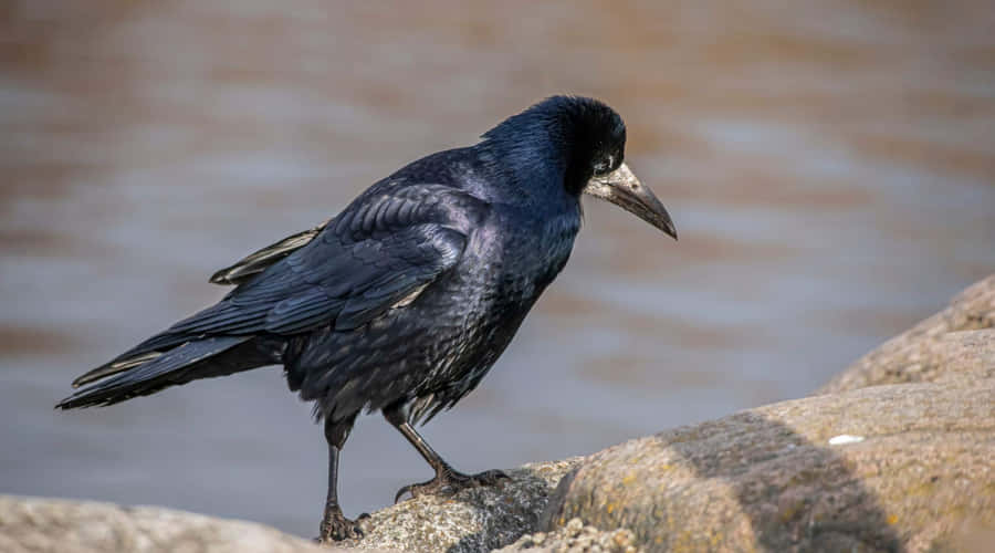 Rook Fågel Stående På Klippa