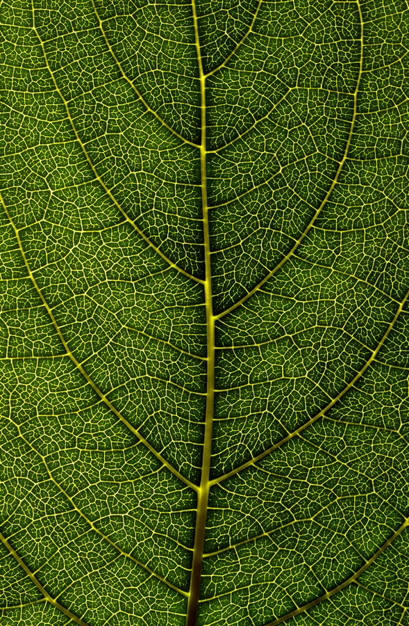 Leaf pictures