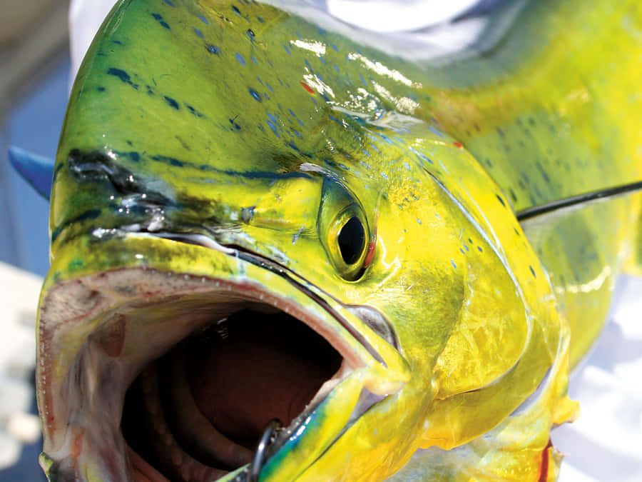 Levendige Mahi Mahi Close Up