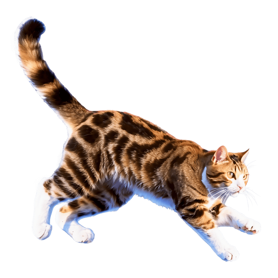 El Gato in Mid-Jump PNG 05252024
