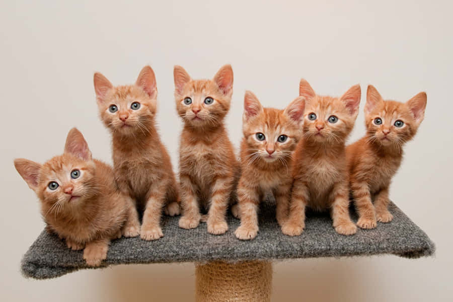Imagemde Seis Gatinhos Laranjas.