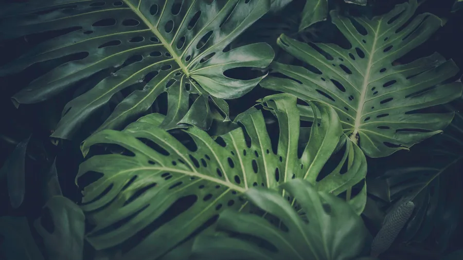 Monstera background