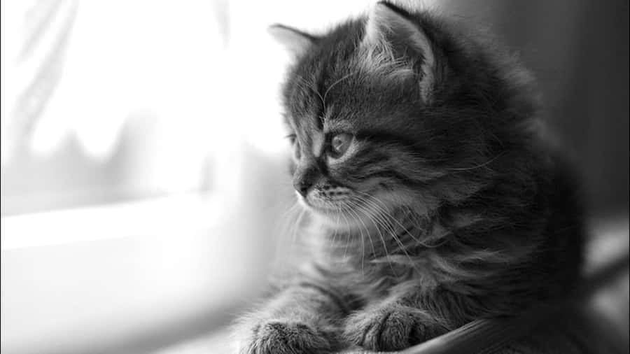 Eineverspielte Katze, die das Leben genießt.