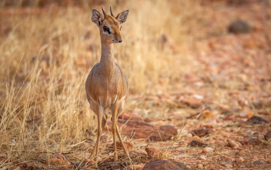 Alert Dik Dik i Savann