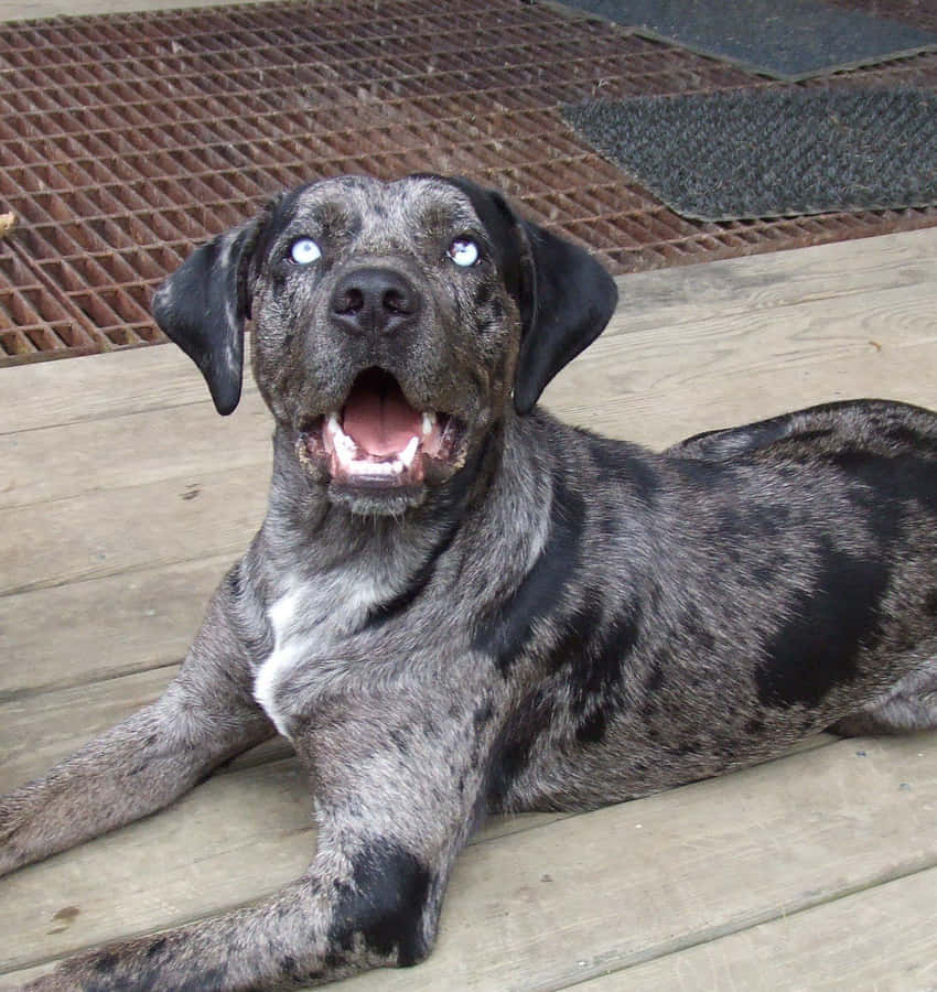 umcachorro deitado em um deck de madeira