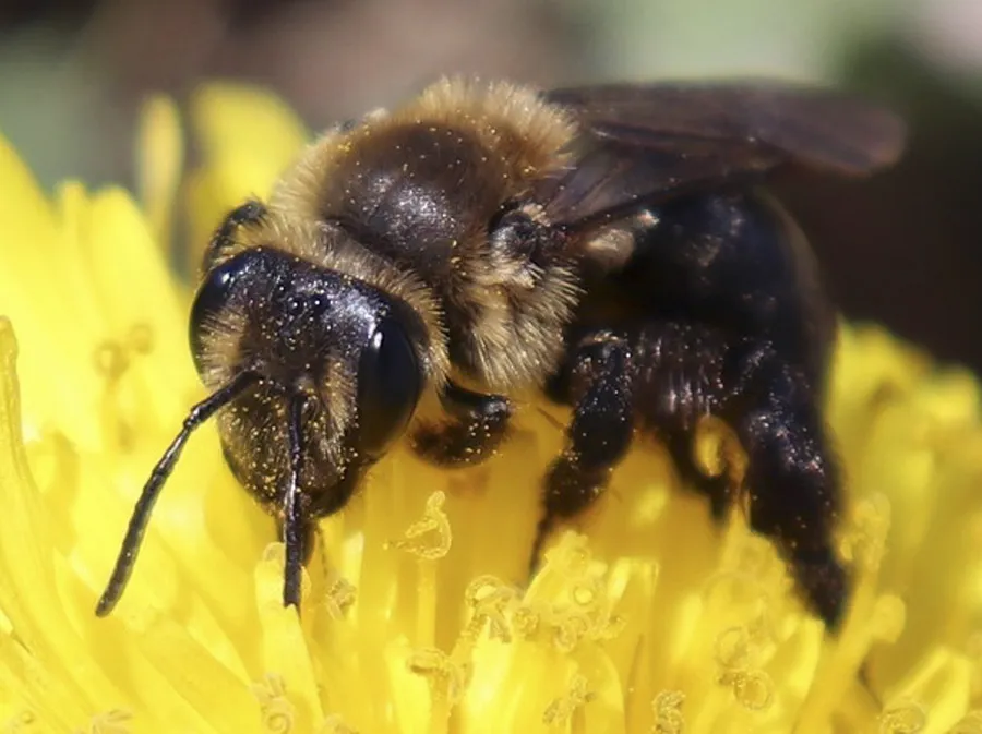 Bee pictures
