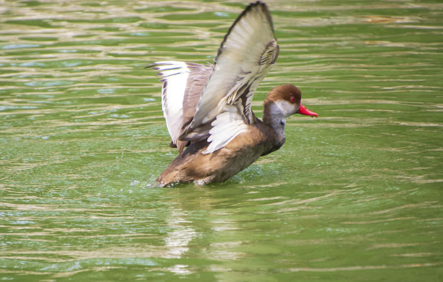Rödbilled Pochard I Fart Över Vatten.jpg