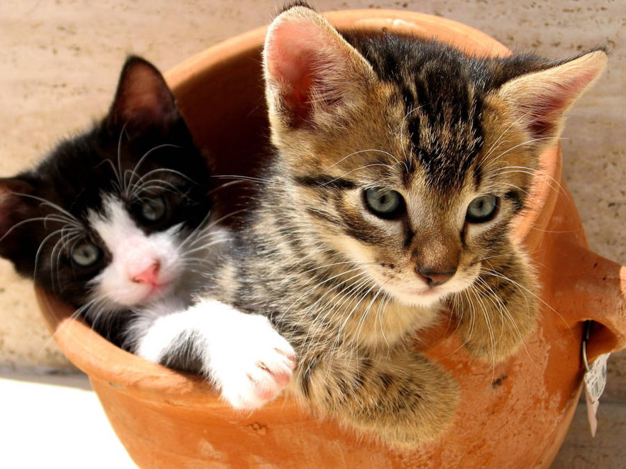 Gattini e Gattini Seduti Fermi
