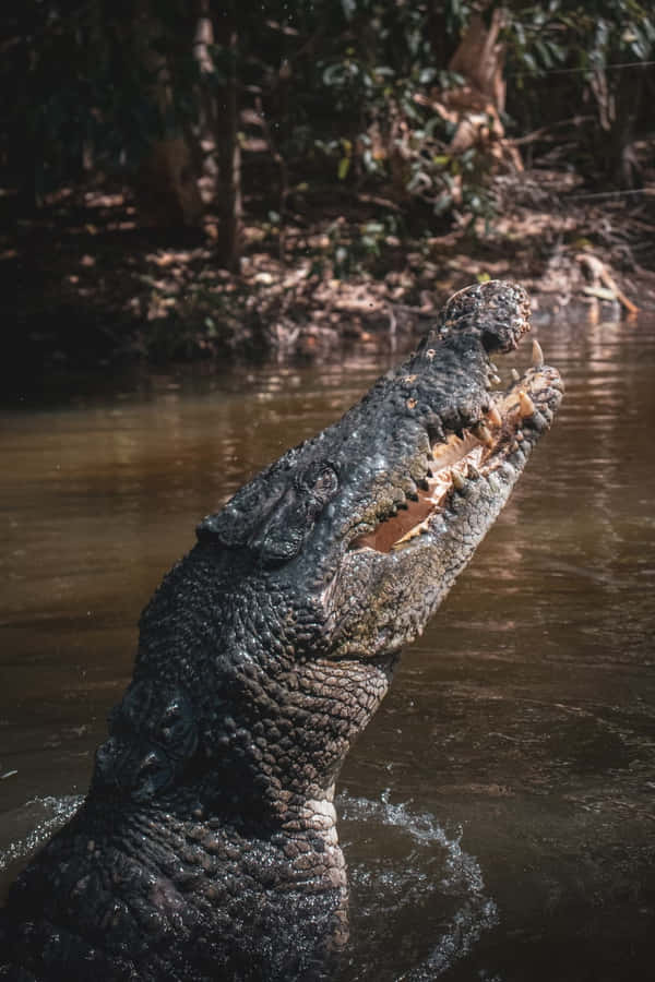 Crocodilo Majestoso do Rio