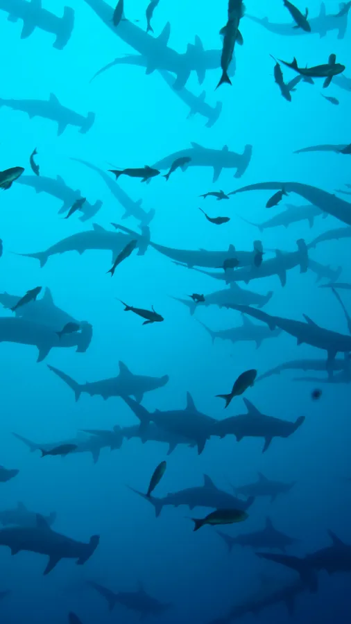 Hammerhead Shark