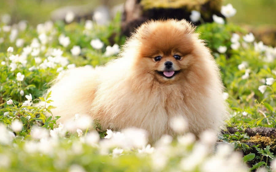 PomeranianWelpen Bild mit weißen Blumen