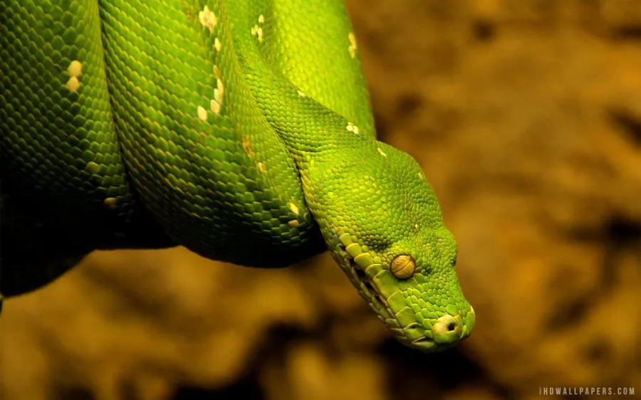 Python