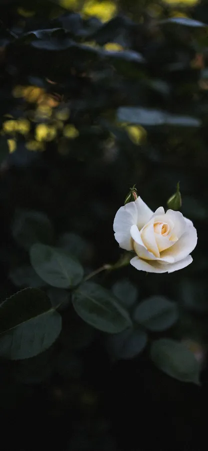 White Roses Iphone