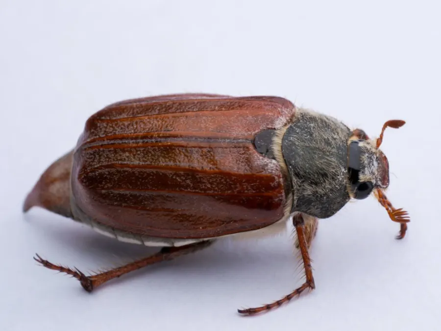 bug Pictures