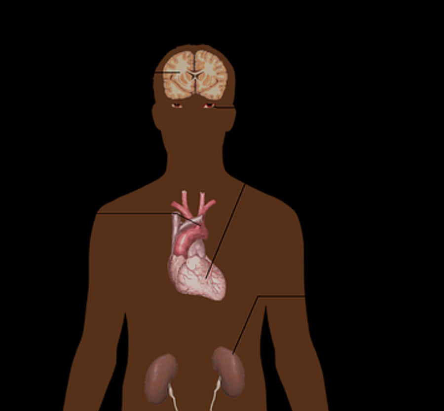 Human Anatomy Illustration