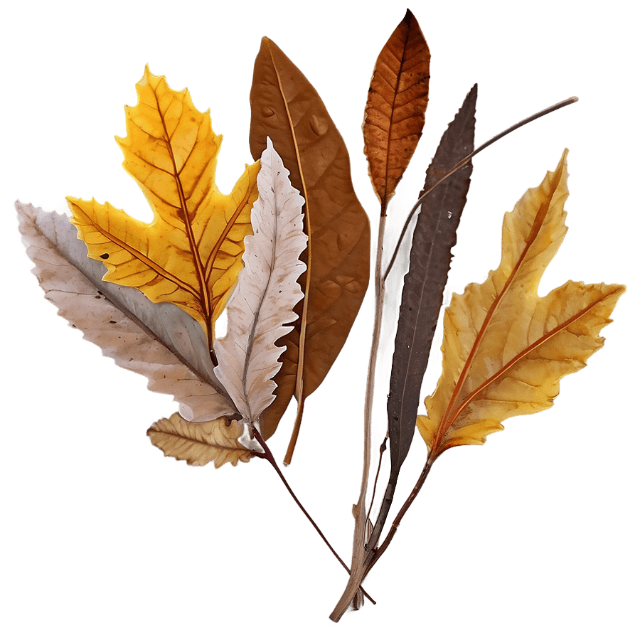 Rustic Fallen Leaves Arrangement PNG 06292024