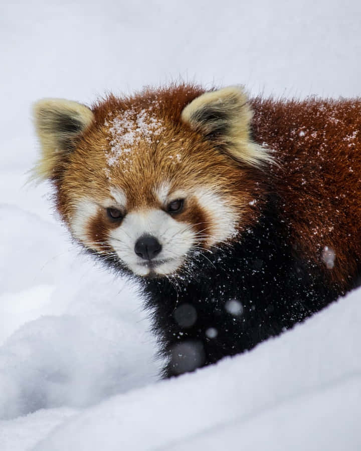 Imagende lindo panda rojo en la nieve.